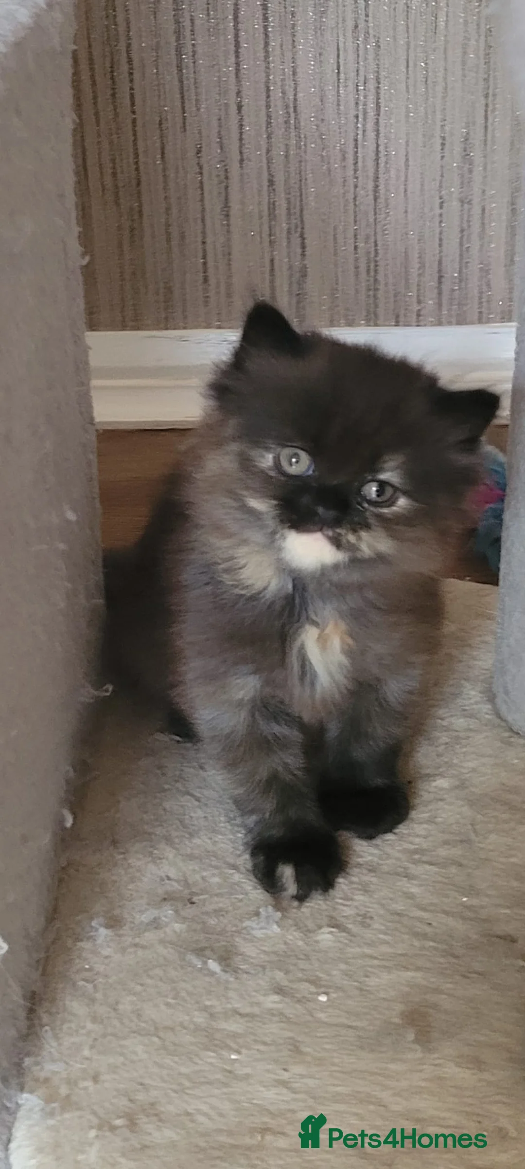 Persian cats for sale: Gorgeous Persian girl looking for a loving home  in Manchester - Advert 1