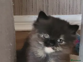 Persian cats Gorgeous Persian girl looking for a loving home - Advert 1