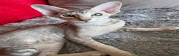 Peterbald cats for sale: Pedigree registered TICA kittens - Advert 2