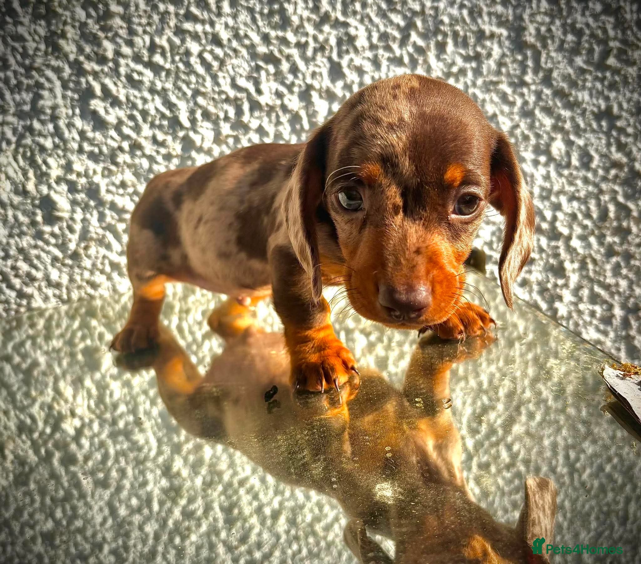 Miniature Dachshund dogs 🐶😍Miniature dachshund Puppies😍🐶 - Advert 16