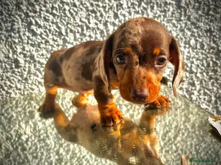 Miniature Dachshund dogs 🐶😍Miniature dachshund Puppies😍🐶 - Advert 1
