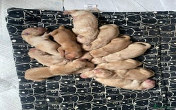 Golden Retriever dogs for sale: Golden retriever pups looking for forever homes  - Image 5