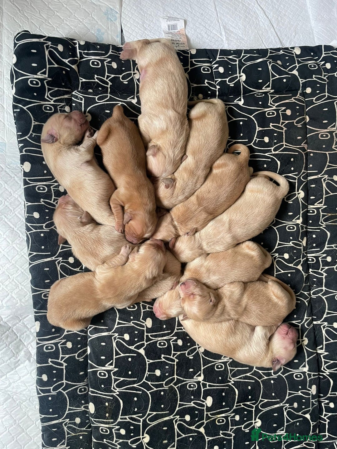 Golden Retriever dogs for sale: Golden retriever pups looking for forever homes  - Image 5