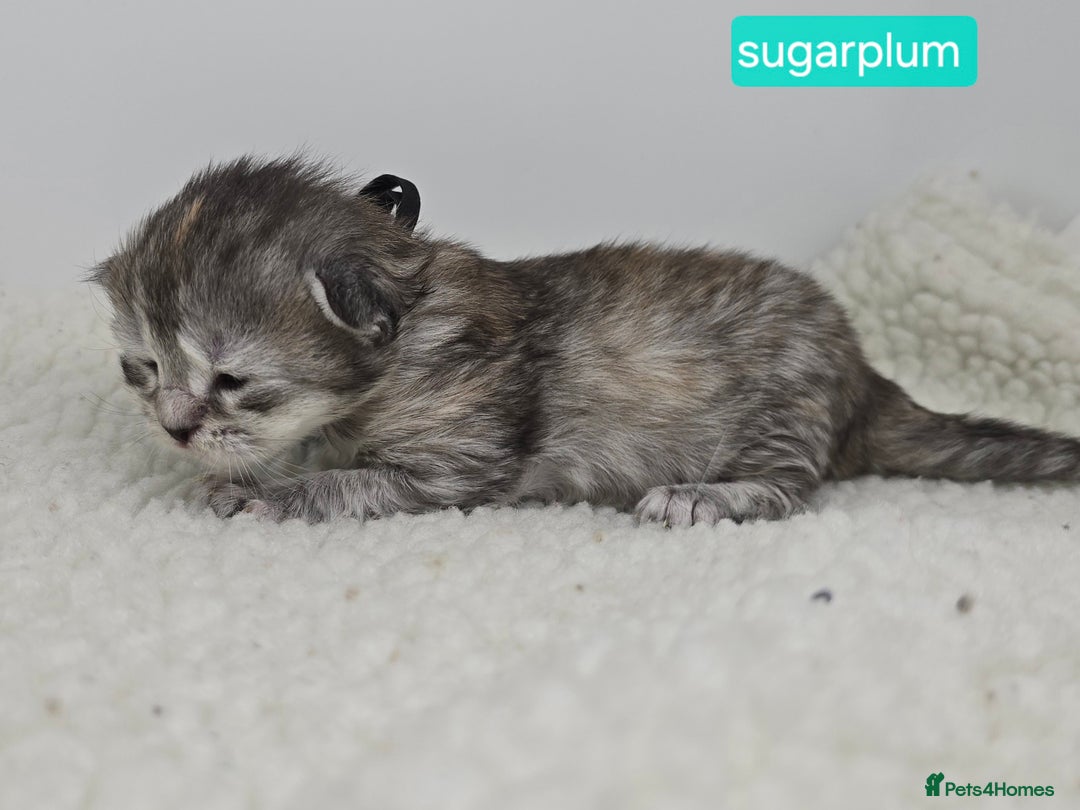 Maine Coon cats for sale: Chunky TICA registered Maine Coon Kittens - Advert 9