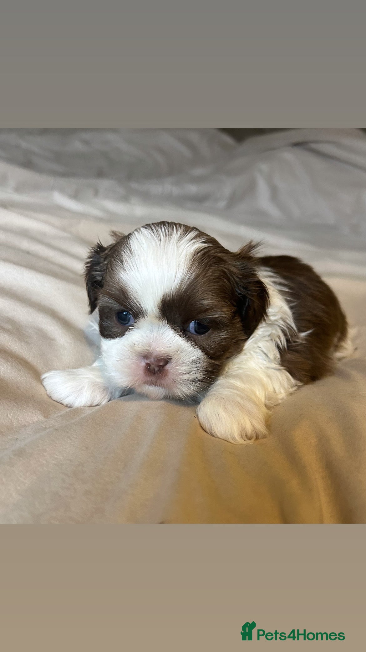 Shih Tzu dogs  ✨🐶 Exceptional Shih Tzu Puppies Available 🐶✨ - Advert 2