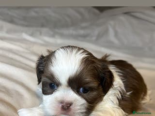 Shih Tzu dogs ✨🐶 Exceptional Shih Tzu Puppies Available 🐶✨ - Advert 2