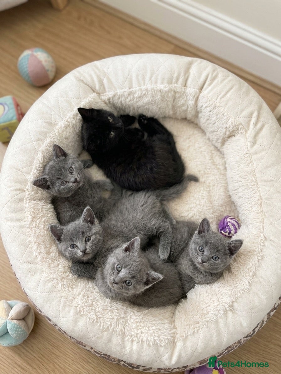 British Shorthair cats Beautiful British Kittens 🍂 - Advert 1