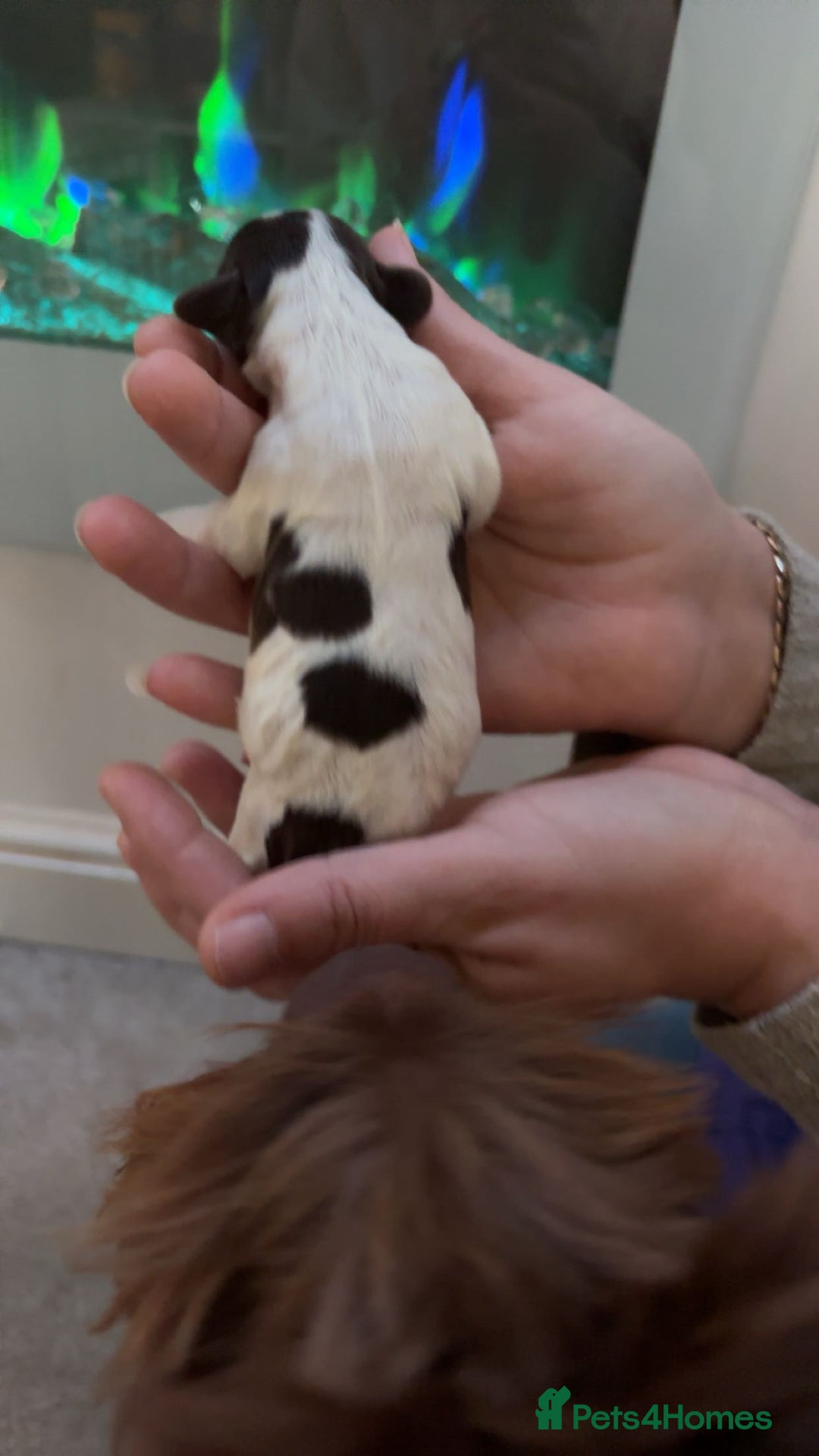 Mixed Breed dogs for sale: Cavapoo puppies  - Advert 5