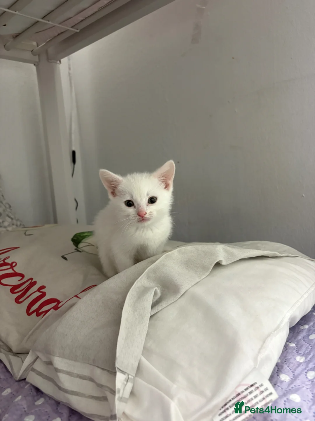 Khao Manee cats for sale: Pure White Cute kitten - Advert 4