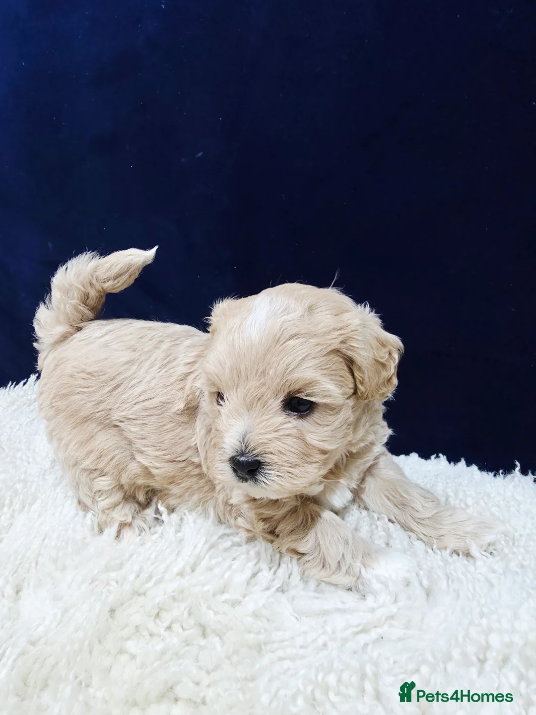Maltipoo dogs for sale: F1B Maltipoo Puppies, Toy Size, Hypoallergenic, - Advert 18