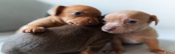 Chiweenie dogs for sale: Stunning Micro Chiweenie Litter - Smallest in UK - Advert 5