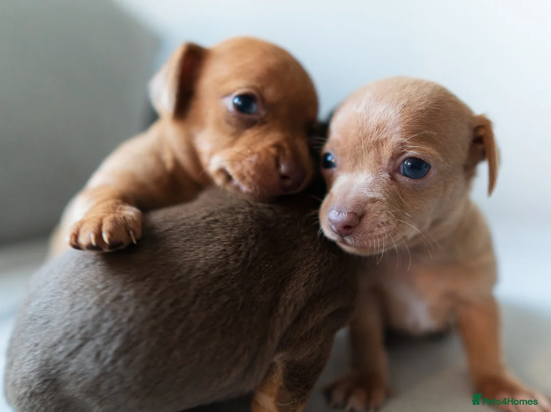 Chiweenie dogs for sale: Stunning Micro Chiweenie Last One - Smallest in UK - Advert 8