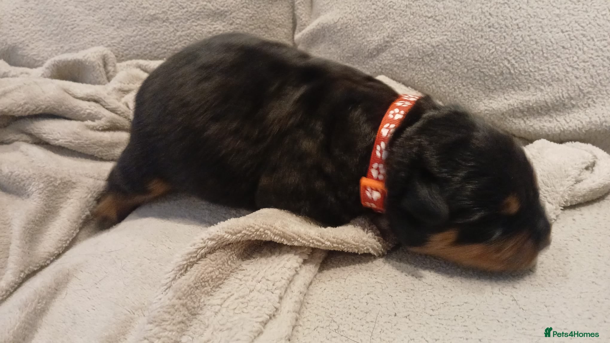 Rottweiler dogs Rottweiler puppy's X2 Boys  - Advert 2