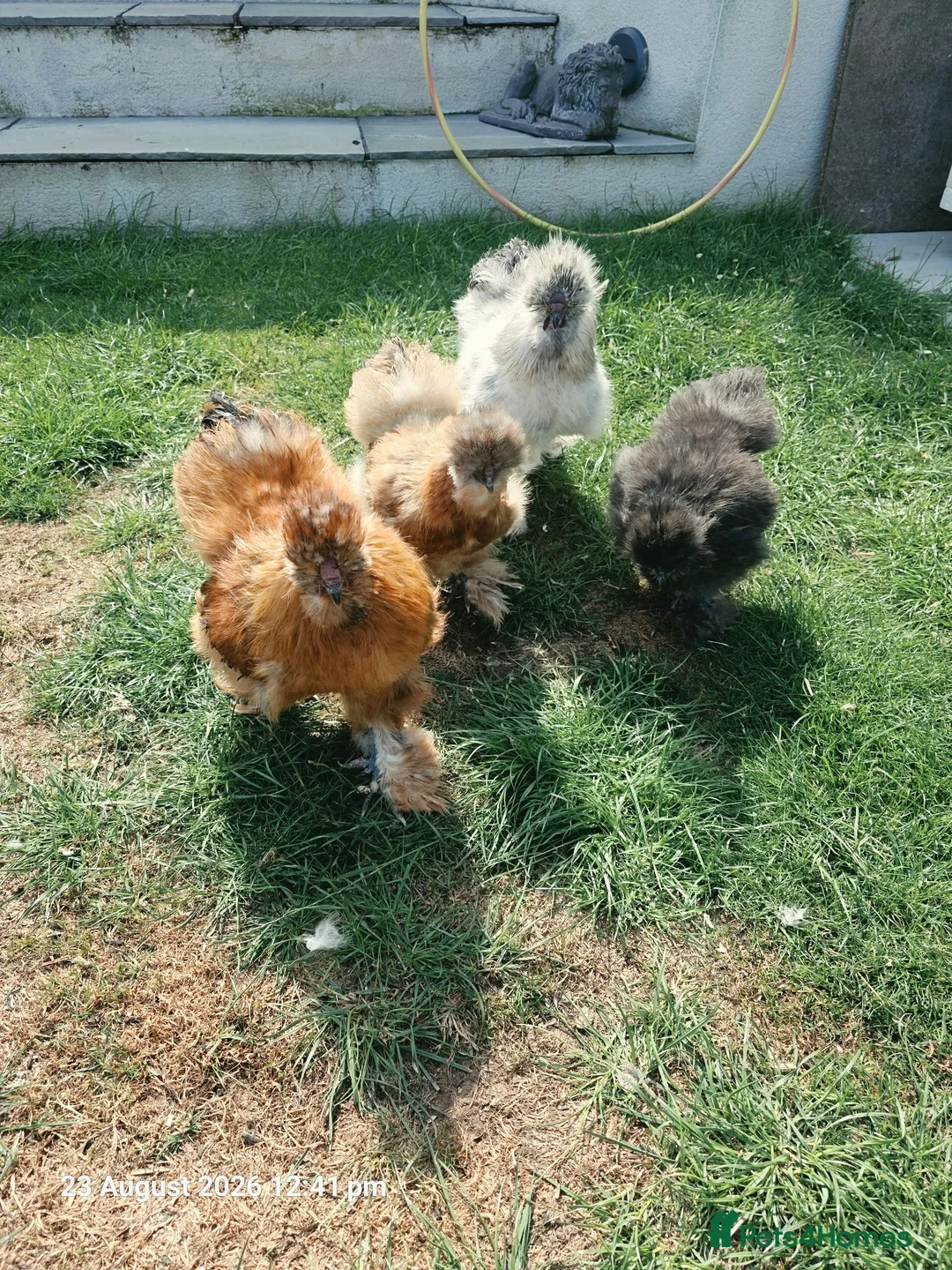 Chickens poultry for sale: 20 week old Silkies, with coop and feed - Advert 2