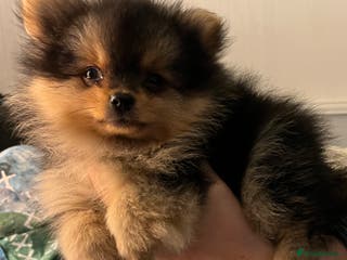 Pomeranian dogs Gorgeous miniature Pomeranian pups - Advert 2
