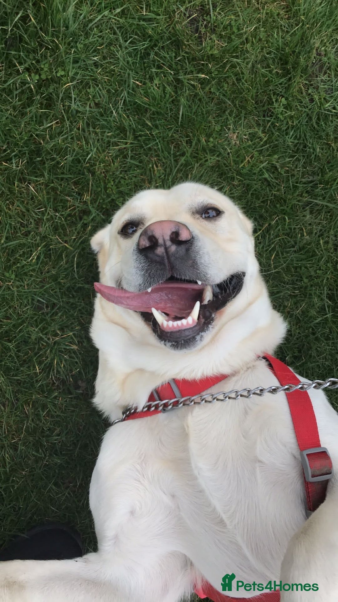 Labrador Retriever dogs for sale: Hugo - 5 - Advert 11