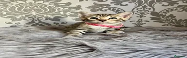 Bengal 4