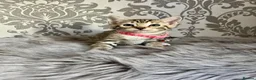Bengal cats for sale: Bengal kittens🐾 - Advert 11