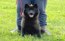 Chow Chow dogs for sale: Adult female chowsky looking for new loving home  - Image 1
