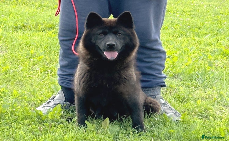 Chow Chow dogs - Advert 2