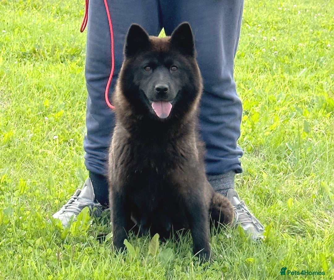 Chow Chow dogs for sale: Adult female chowsky looking for new loving home  - Image 1