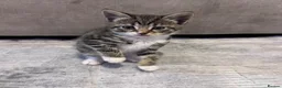 Domestic Shorthair cats for sale: Kittens ready to leave for their new homes  - Advert 9