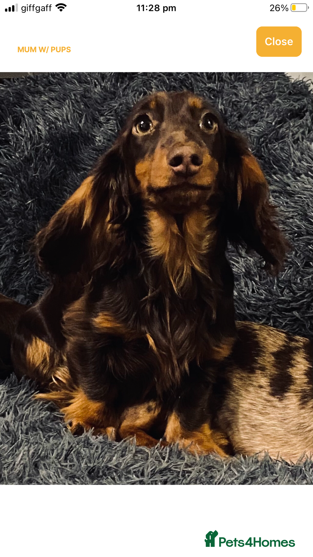Miniature Dachshund dogs for sale:  long haired miniature dachshund male KC registere - Advert 2