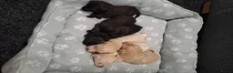 Mixed Breed dogs for sale: Border poodle puppies  in Gretna - Advert 9