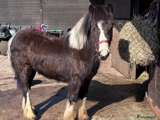 Irish Cob horses 8month mare foal - Advert 5