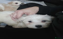 Mixed Breed dogs for sale: Ready to go - Image 3