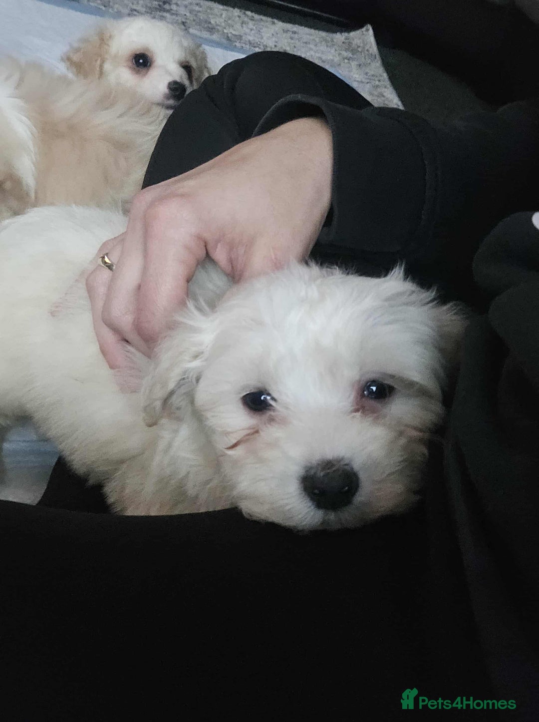 Mixed Breed dogs for sale: Ready to go - Image 3