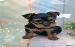 Yorkshire Terrier dogs for sale: Pedigree Yorkshire Terrier Puppies - Image 7