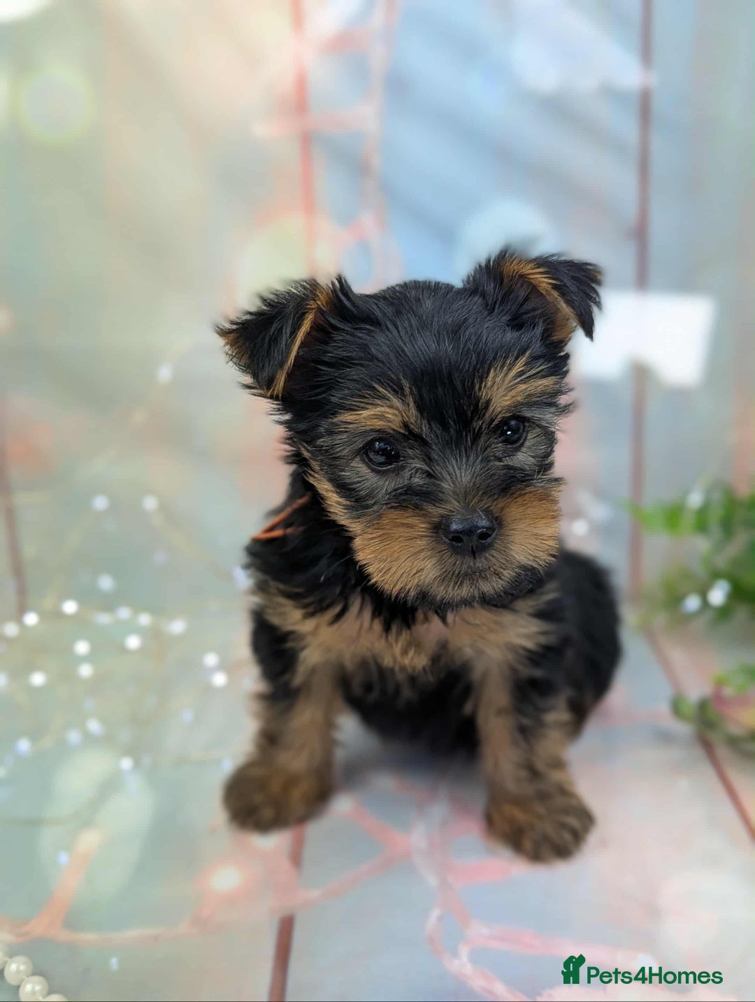 Yorkshire Terrier dogs for sale: Pedigree Yorkshire Terrier Puppies - Image 7