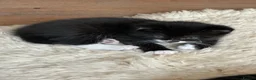 Mixed Breed cats for sale: Gorgeous Cuddley Kittens - Advert 5