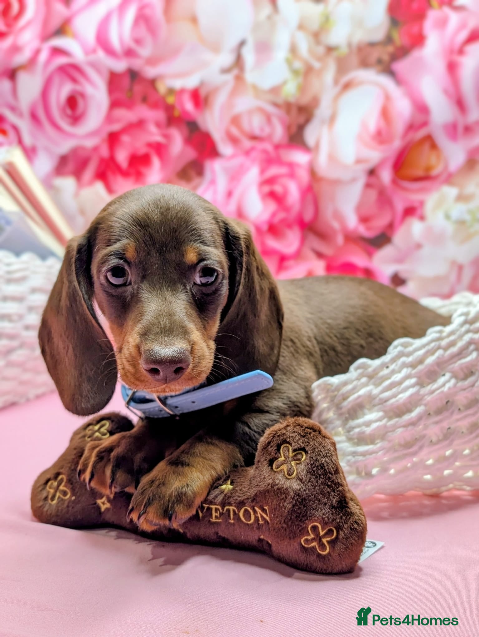 Miniature Dachshund dogs Adorable little of miniature daschunds  - Advert 18