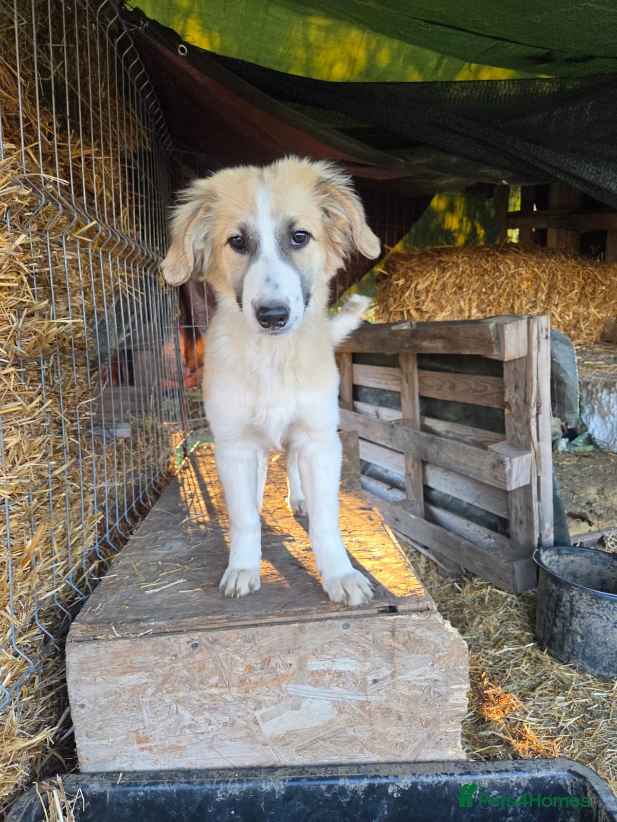 Mixed Breed dogs Cleo - Gentle, Observant &amp; Full of Heart 💛🐾 - Advert 13