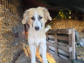 Mixed Breed dogs Cleo - Gentle, Observant & Full of Heart 💛🐾 - Advert 2