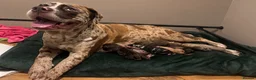 Mixed Breed dogs for sale: Mastiff X (North American & South African)  - Advert 14