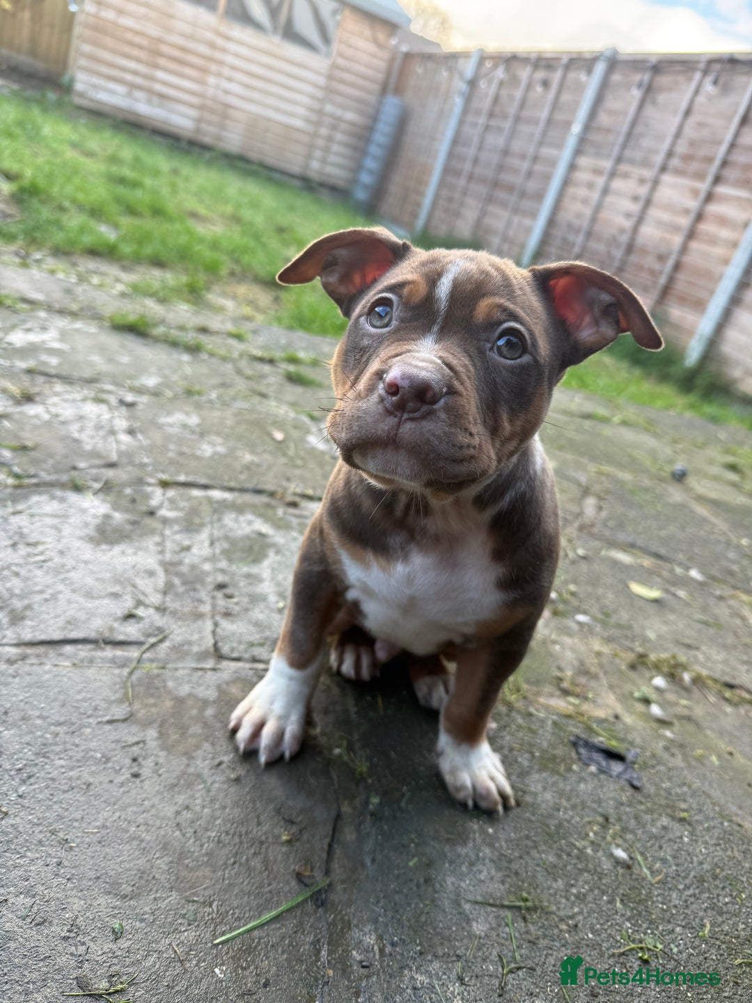 American Bully dogs for sale: 3 furbabies left ! ABKC Classic American Bullys - Advert 13