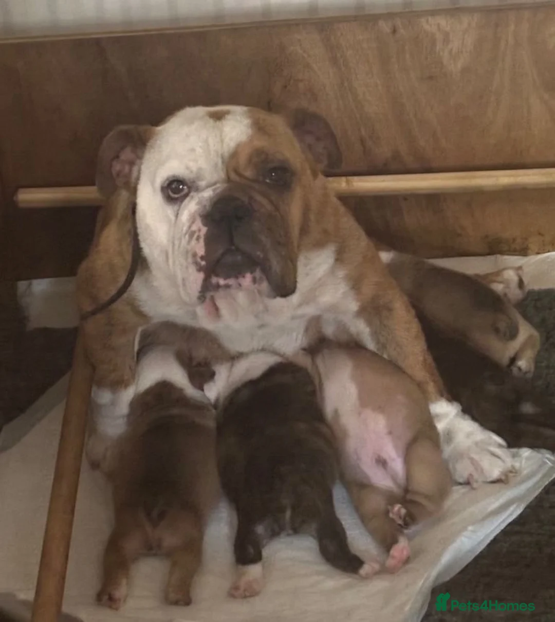 English Bulldog dogs for sale: Gorgeous English Bulldog Puppies Available - Advert 1