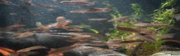 Other/Mixed Breed fish for sale: Red Chinese Snakehead - Advert 6