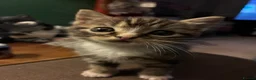 Domestic Shorthair cats for sale: Beautiful grey kittens  - Advert 11