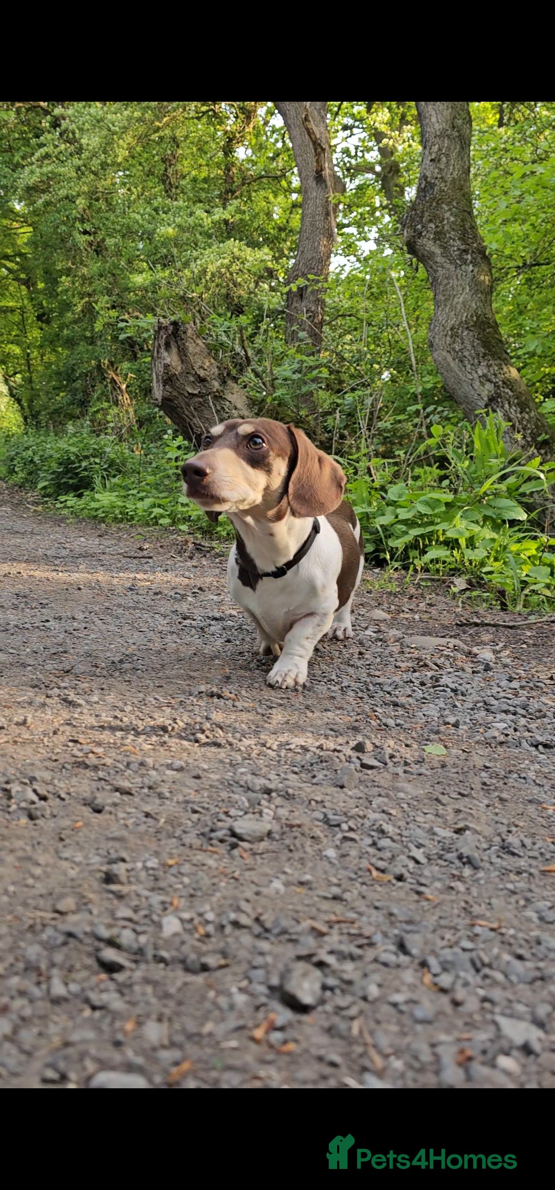 Miniature Dachshund dogs for stud: Piebald miniature Dachshund kc registered  in Blackburn - Advert 33