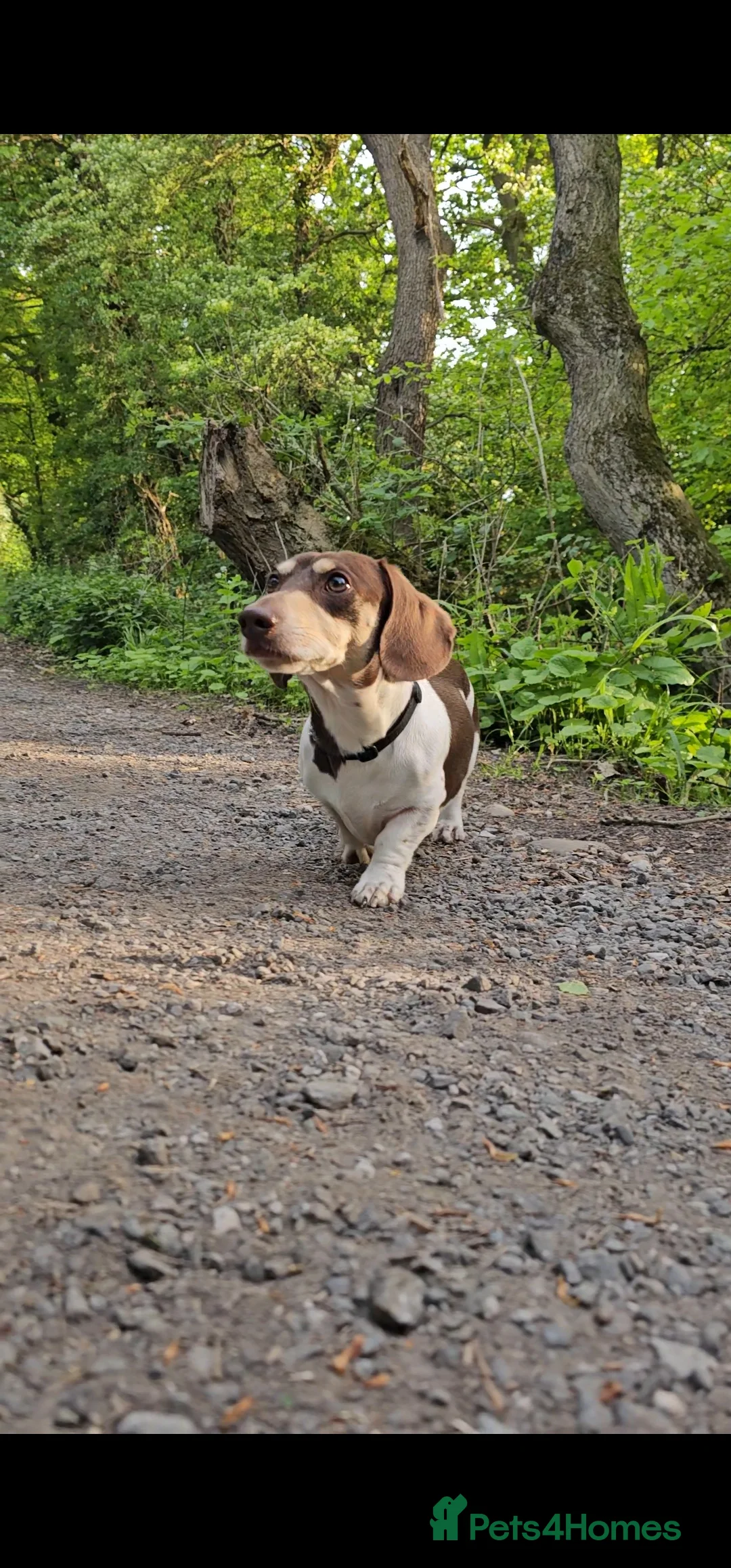 Miniature Dachshund dogs for stud: Piebald miniature Dachshund kc registered  in Blackburn - Advert 33