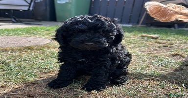 Cavapoo dogs - Advert 15