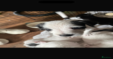 Mixed Breed dogs - Advert 3