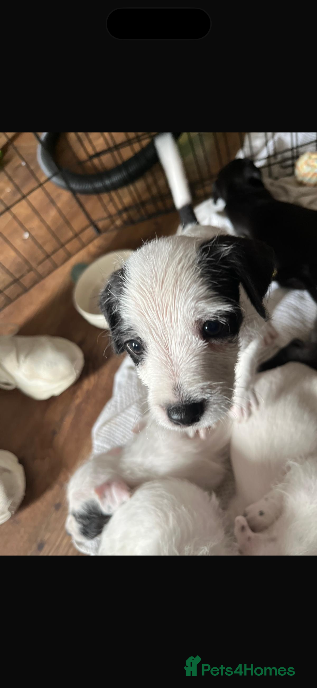 Mixed Breed dogs for sale: Border terrier x Patterdale terrier   - Image 2
