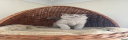 British Shorthair cats for sale: 🐾 Fawn British Shorthair  🐾 - Advert 9