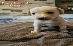 Mixed Breed dogs for sale: BEAUTIFUL LURCHER PUPPIES - Image 4