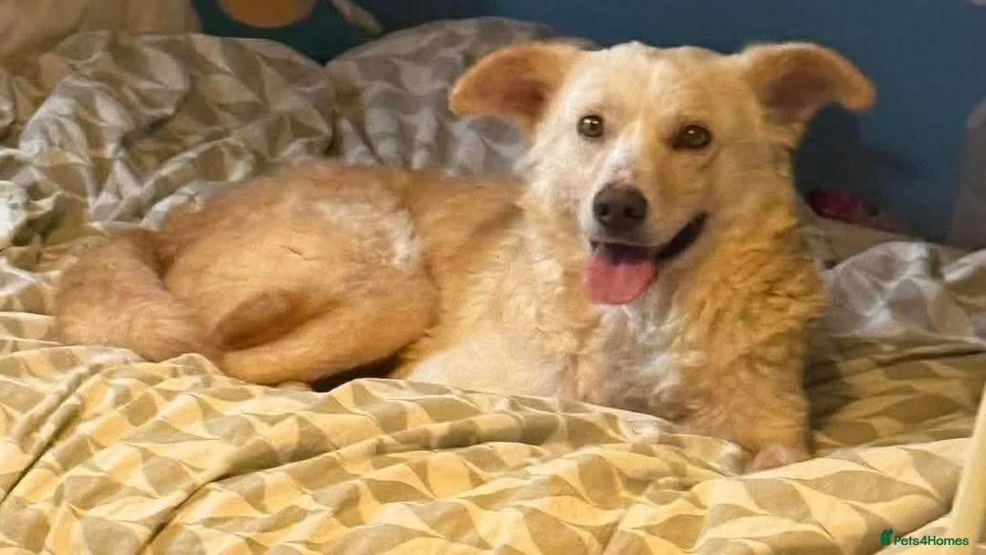 Mixed Breed dogs for adoption: Gorgeous George - Advert 1